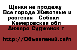 Щенки на продажу - Все города Животные и растения » Собаки   . Кемеровская обл.,Анжеро-Судженск г.